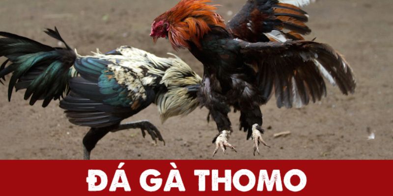 đá gà trực tiếp ở thomo, đá gà trực tiếp, xem đá gà trực tiếp, game đá gà AE888