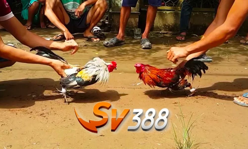 Đá gà SV388, game đá gà trực tiếp, đá gà trực tiếp SV388, đá gà online, nhà cái AE888, AE888